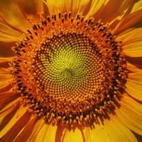Fibonacci spiral in nature
